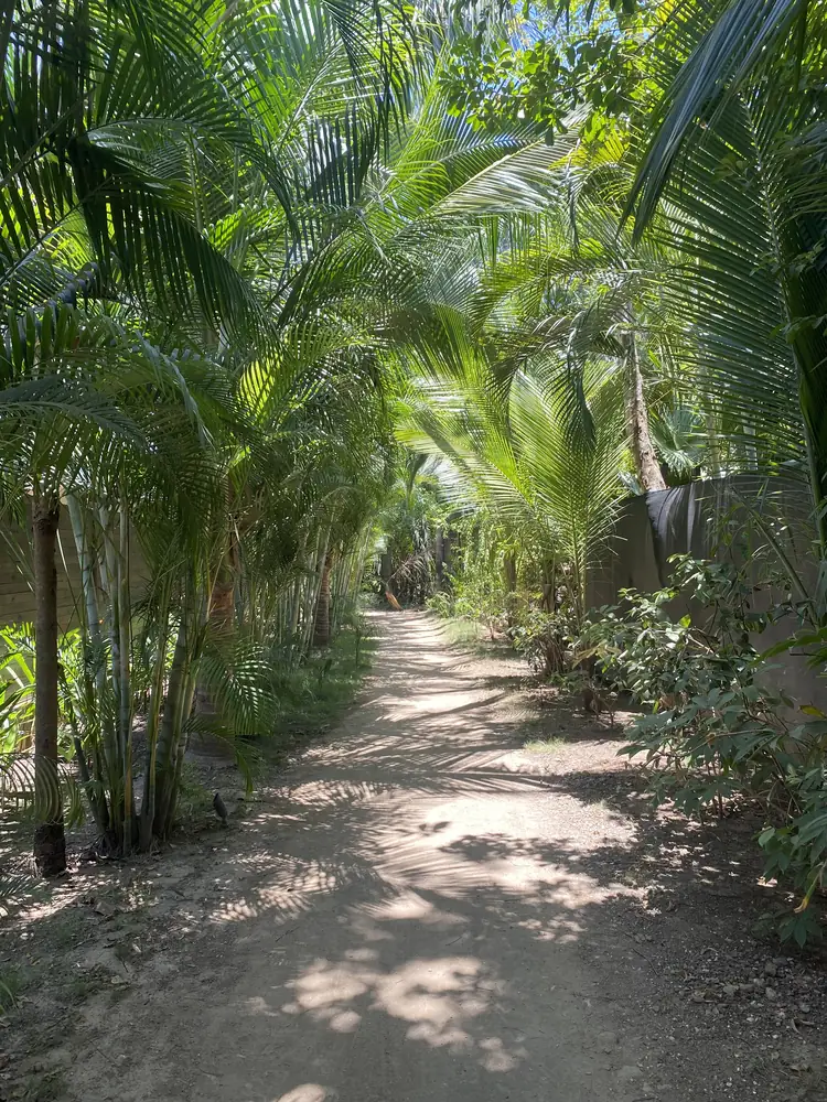 Palm-lined jungle path in Nosara